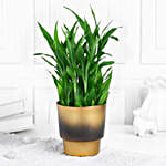 /images/pr/l/v20241216124646/lucky-bamboo-plant-in-golden-touch-pot_1.jpg