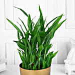 /images/pr/l/v20241216124646/lucky-bamboo-plant-in-golden-touch-pot_2.jpg
