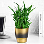 /images/pr/l/v20241216124646/lucky-bamboo-plant-in-golden-touch-pot_3.jpg