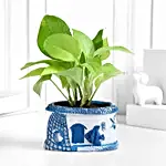 Sea Breeze N Money Plant