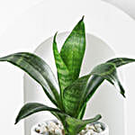 /images/pr/l/v20250117114532/forever-rooted-in-love-plant-duo_4.jpg
