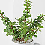 /images/pr/l/v20250117114533/forever-rooted-in-love-plant-duo_6.jpg