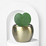 Hoya Plant In Gold Metal Pot