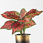 /images/pr/l/v20250121154941/aglaonema-perfect-duo-plant-set_2.jpg