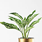 /images/pr/l/v20250121154944/aglaonema-perfect-duo-plant-set_3.jpg