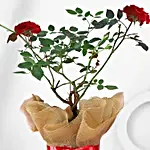 /images/pr/l/v20250131124253/potted-rose-plant_2.jpg