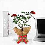 /images/pr/l/v20250131124254/potted-rose-plant_3.jpg