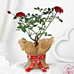 Red Rose Plant In Black Plastic Pot