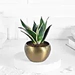 Sansevieria Plant In Rustic Brass Pot