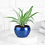 Spider Plant In Celestial Blue Pot