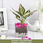/images/pr/l/v20250501172413/blush-beauty-in-glass-vase_1.jpg