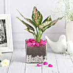 /images/pr/l/v20250501172413/blush-beauty-in-glass-vase_2.jpg