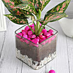 /images/pr/l/v20250501172415/blush-beauty-in-glass-vase_4.jpg