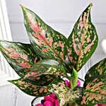 /images/pr/l/v20250501172416/blush-beauty-in-glass-vase_5.jpg