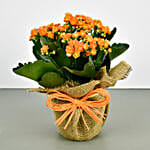/images/pr/singapore/l/v20220523175607/jute-wrapped-orange-kalanchoe-plant_1.jpg