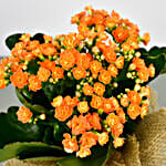/images/pr/singapore/l/v20220523175608/jute-wrapped-orange-kalanchoe-plant_2.jpg