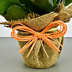 /images/pr/singapore/l/v20220523175609/jute-wrapped-orange-kalanchoe-plant_3.jpg