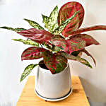 /images/pr/thailand/l/v20250109111737/red-and-white-aglaonema-plant_1.jpg