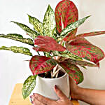 /images/pr/thailand/l/v20250109111737/red-and-white-aglaonema-plant_2.jpg