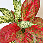 /images/pr/thailand/l/v20250109111737/red-and-white-aglaonema-plant_3.jpg