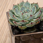 /images/pr/uae/l/v20190620231044/green-echeveria-plant-in-square-vase_2.jpg
