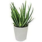 Aloe Vera Plant in a Pot