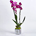 Happy Orchid Happy You