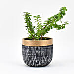 Jade Plant In Black Pot