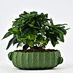Gardenia Jasminoides Flowering Plant