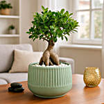 Bonsai Plant In Green Pot