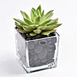/images/pr/uae/l/v20240202184708/green-echeveria-plant-in-square-vase_1.jpg