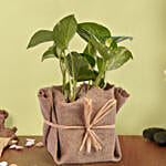 /images/pr/uae/l/v20241105175415/small-money-plant-jute-wrapped_1.jpg