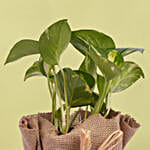 /images/pr/uae/l/v20241105175415/small-money-plant-jute-wrapped_2.jpg