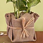 /images/pr/uae/l/v20241105175416/small-money-plant-jute-wrapped_3.jpg