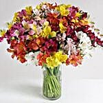 32 British Alstroemeria