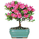 /images/pr/usa/l/v20240112163936/pink-azalea-bonsai_1.jpg