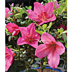 /images/pr/usa/l/v20240112163937/pink-azalea-bonsai_2.jpg