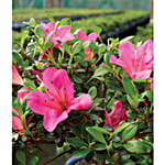 /images/pr/usa/l/v20240112163937/pink-azalea-bonsai_3.jpg