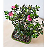 /images/pr/usa/l/v20240112163937/pink-azalea-bonsai_4.jpg
