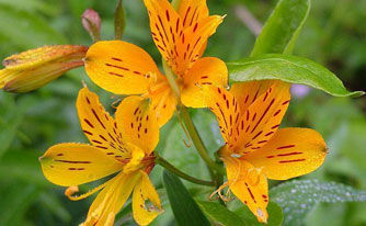 Alstroemeria