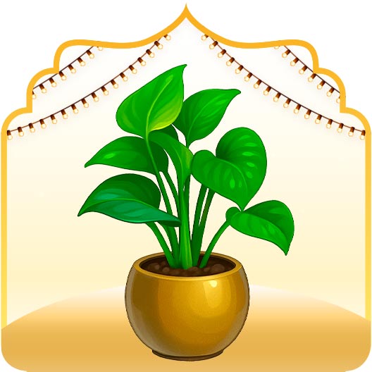 Plants for Diwali