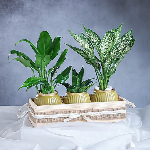 Plants