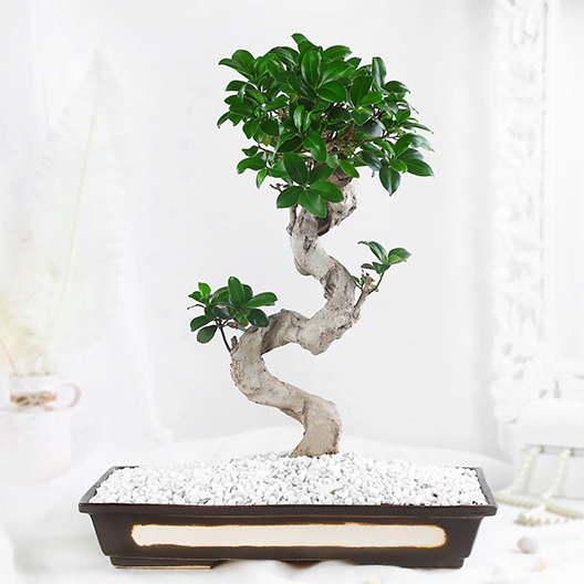 Bonsai Plants