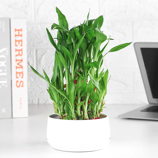 Desktop Plants
