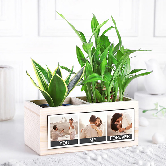 Personalised Plants