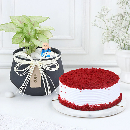 Plant & Cakes