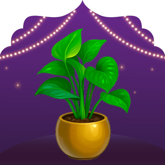 Plants