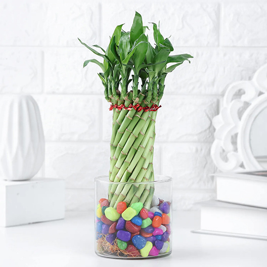 Lucky Bamboo