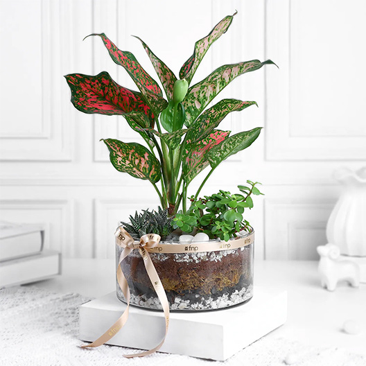 Plants