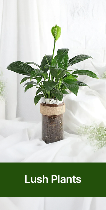 Plants